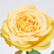 【造花】MAGIQ東京堂/ラフィネスローズ #4  YELLOW イエロー/FM000128-004