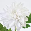 【造花】MAGIQ東京堂/ReCO フェスタダリア #1  WHITE ホワイト/FM302508-001