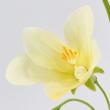 【造花】MAGIQ東京堂/シャンテカンパヌラ #4  YELLOW イエロー/FM004537-004
