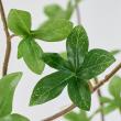 【造花】MAGIQ東京堂/ReCO ドウダンツツジ枝 大 GREEN グリーン/FG302502