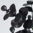 【造花】MAGIQ東京堂/ノワールユーカリ BLACK ブラック/FG003726