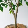【人工観葉植物】MAGIQ東京堂/ファイカスポット3WAY(光触媒)/ZV000777 ※返品キャンセル不可