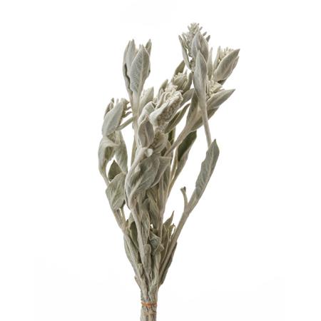 【ドライ】東京堂/風の花 ラムズイヤー 約20g ナチュラル/DN000055