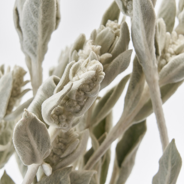 【ドライ】東京堂/風の花 ラムズイヤー 約20g ナチュラル/DN000055