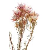 即日★【ドライ】セルリア 約2本 ナチュラル/DE017710