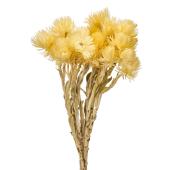 【ドライ】シルバーデージーミニ 約20ｇ レモンクリーム/FD004441-041