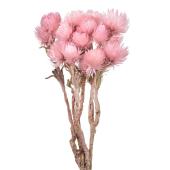 【ドライ】シルバーデージーミニ 約20ｇ ピンクキャンディー/FD004441-063