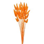 特価◎【ドライ】ラグラス オレンジ/FD042050-019