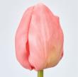 特価◎【造花】MAGIQ東京堂/チアフルチューリップ #6  CO/PE コーラルピーチ/FM007848-006