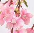 【造花】MAGIQ東京堂/早春しだれ桜 DKPK ダークピンク/FM007284
