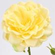 【造花】MAGIQ東京堂/ダイアナローズ #4  YELLOW イエロー/FM000100-004