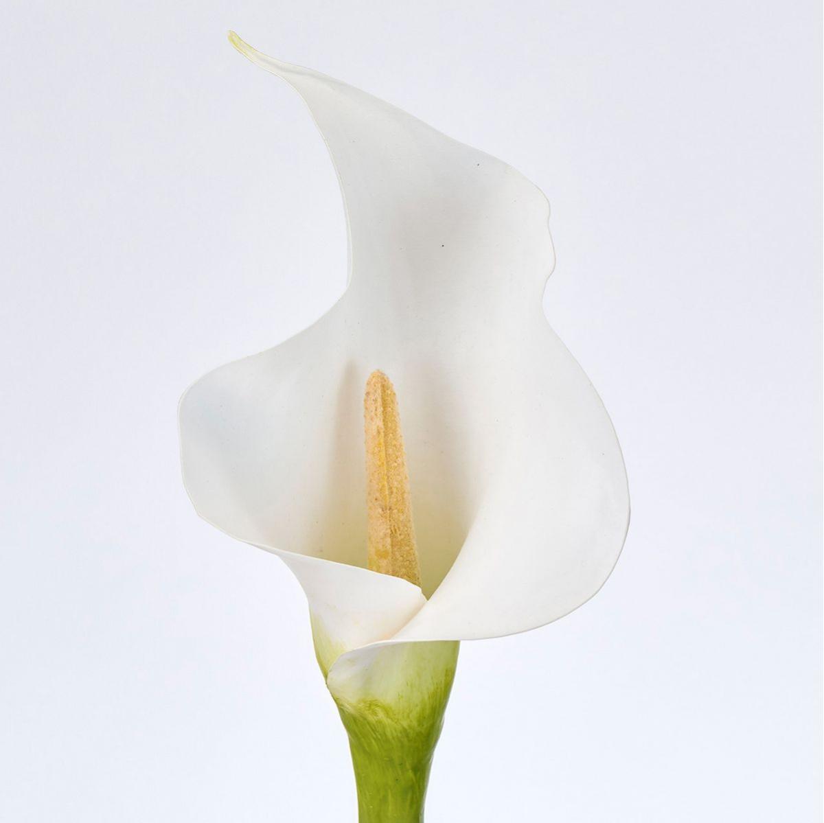 【造花】MAGIQ東京堂/フェルメールカラーL #1  WHITE ホワイト/FW018381-001