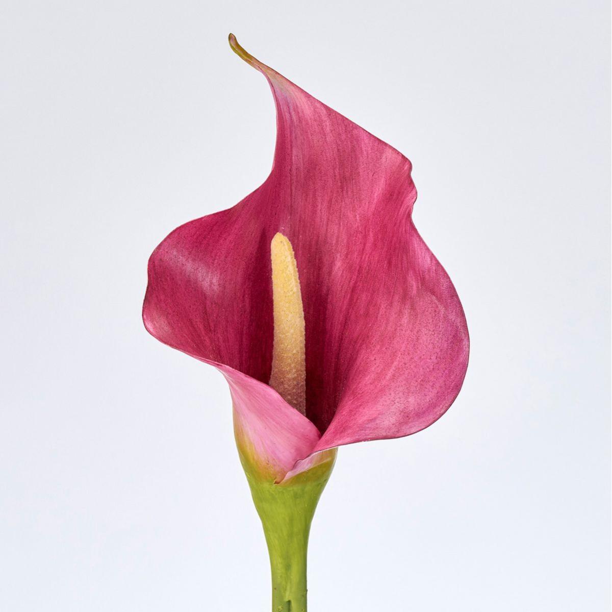 【造花】MAGIQ東京堂/フェルメールカラーL #12 OHCHID オーキッド/FW018381-012