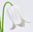 特価◎【造花】MAGIQ東京堂/ルルカンパヌラ #1  WHITE ホワイト/FM000208-001