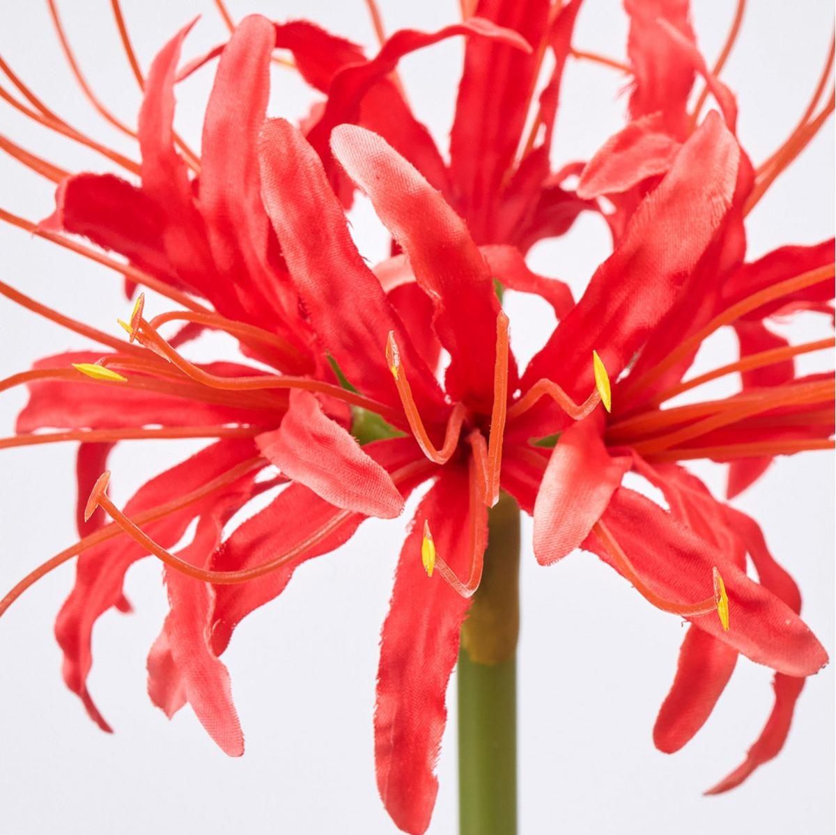 【造花】MAGIQ東京堂/ヒガンバナリコリス #3  RED レッド/FM000626-003