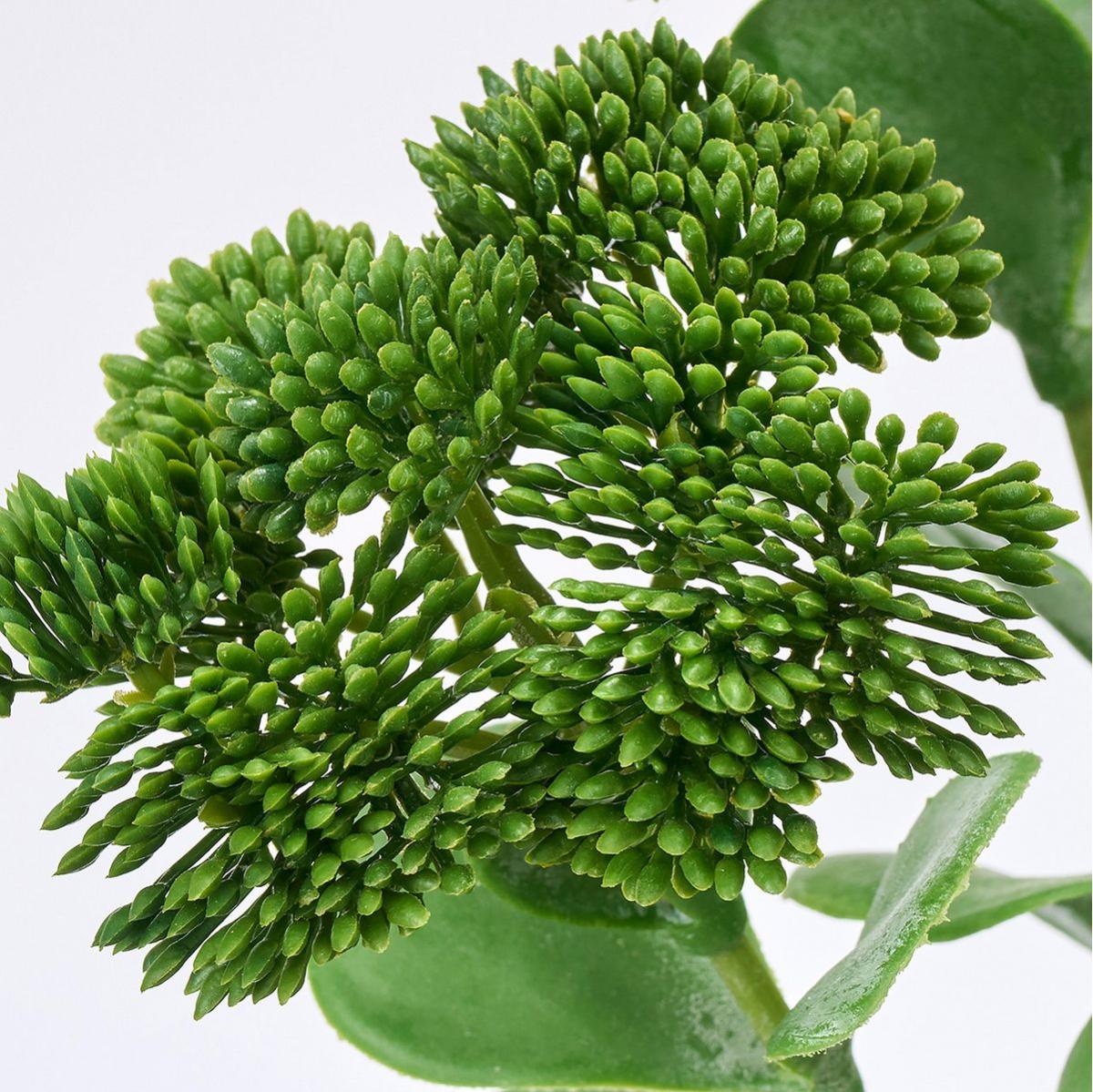 【造花】MAGIQ東京堂/フレッシュセダムスプレー #24 GREEN グリーン/FM000849-024