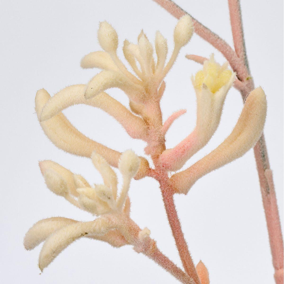 特価◎【造花】MAGIQ東京堂/カンガルーポー #46 CR/PK クリームピンク/FM001124-046