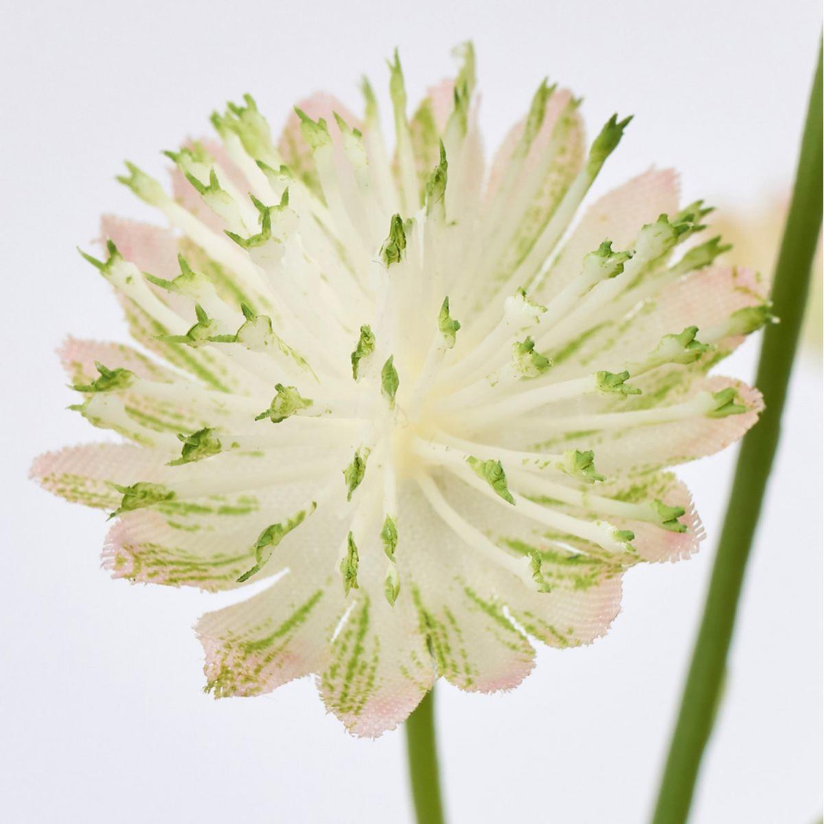 【造花】MAGIQ東京堂/ブライトアストランティア #23 LTGR ライトグリーン/FM302603-023