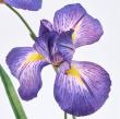 特価◎【造花】MAGIQ東京堂/コネクティアイリス #17 PURPLE パープル/FM000331-017