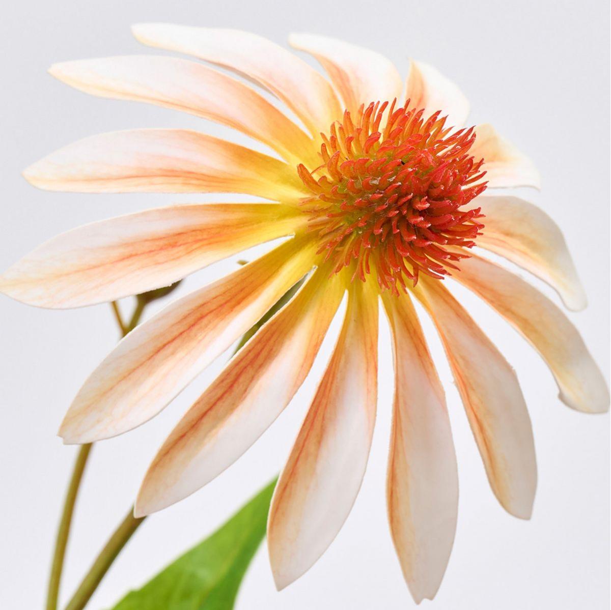 【造花】MAGIQ東京堂/エキナセア #6  CR/PE クリームピーチ/FM000199-006