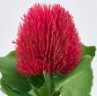 【造花】MAGIQ東京堂/カラフルミニバンクシア #16 BTY/RD ビューティレッド/FM003127-016