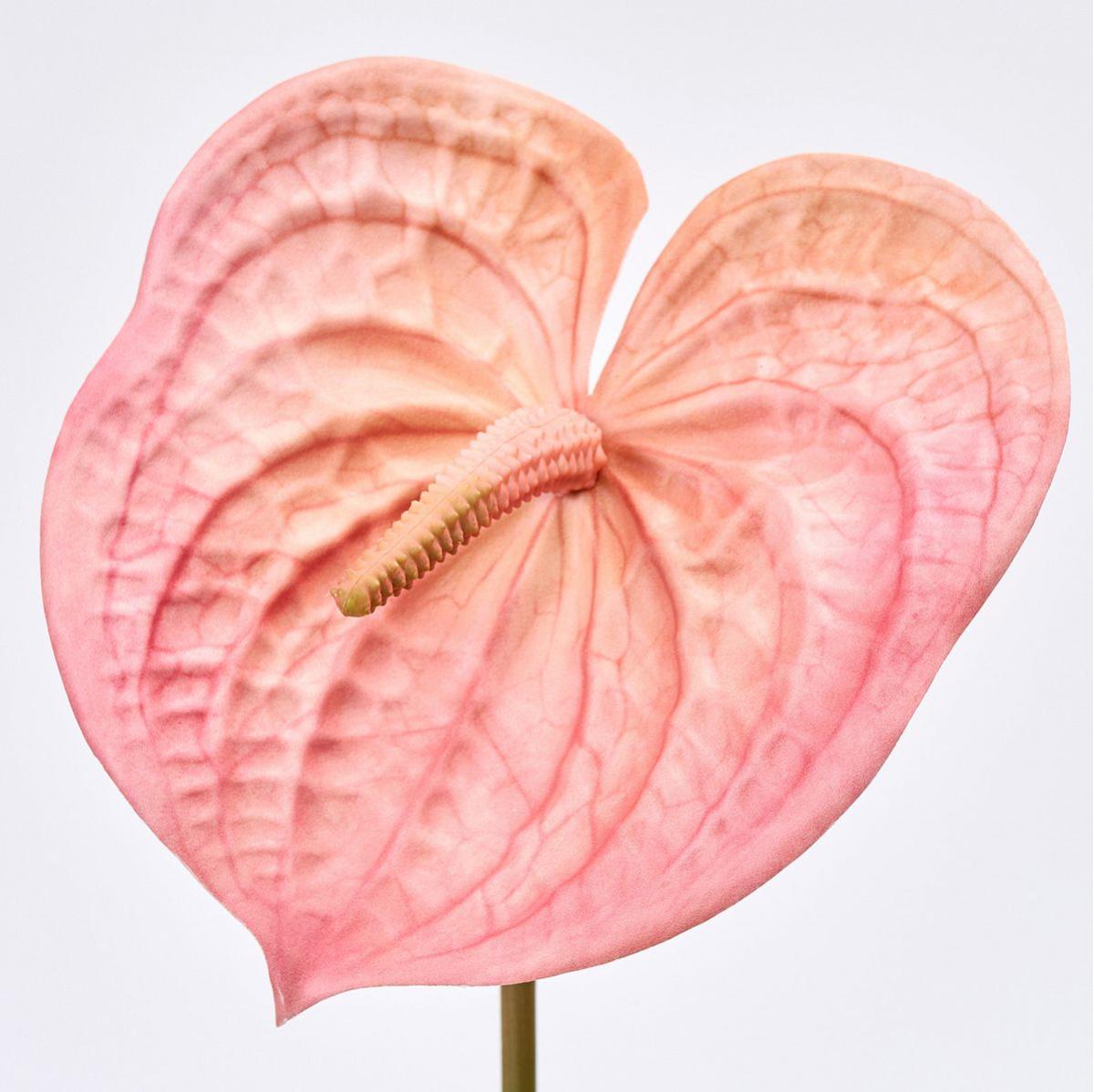 【造花】MAGIQ東京堂/テラコッタアンスリウム #6  PEACH ピーチ/FM302605-006