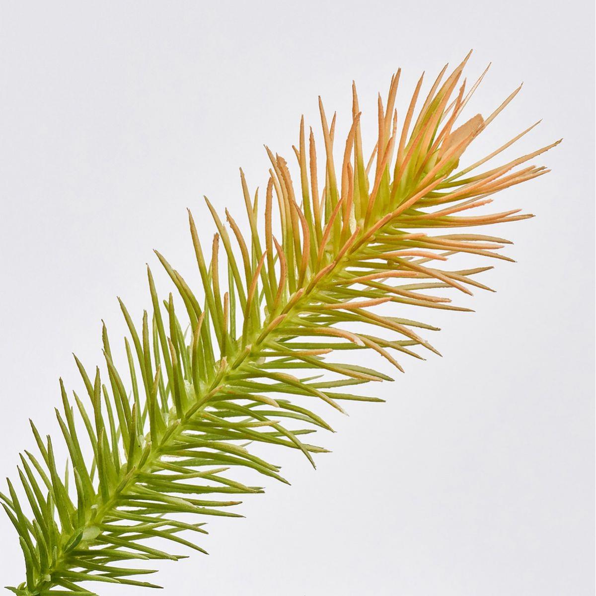 【造花】MAGIQ東京堂/ウィードパインスプレー #26 GR/OR グリーンオレンジ/FG002705-026