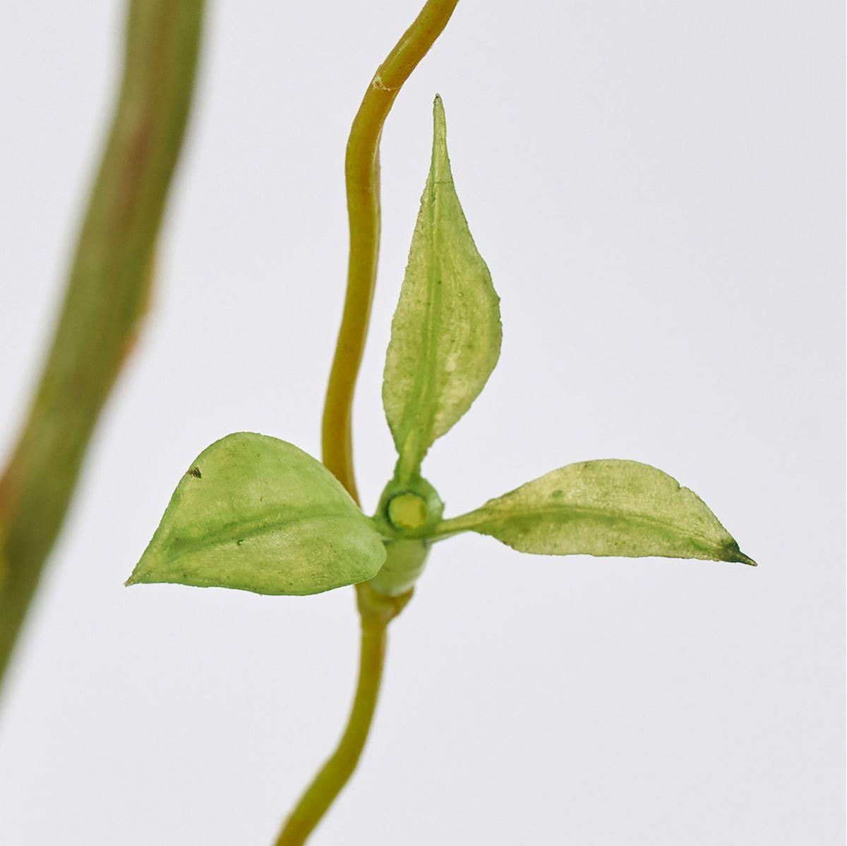 【造花】MAGIQ東京堂/ウンリュウヤナギ GREEN グリーン/FG000077