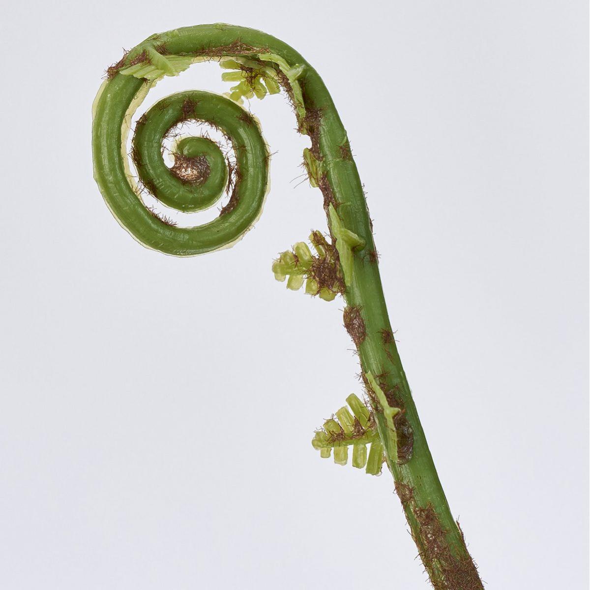 【造花】MAGIQ東京堂/ゼンマイ GREEN グリーン/FG302603