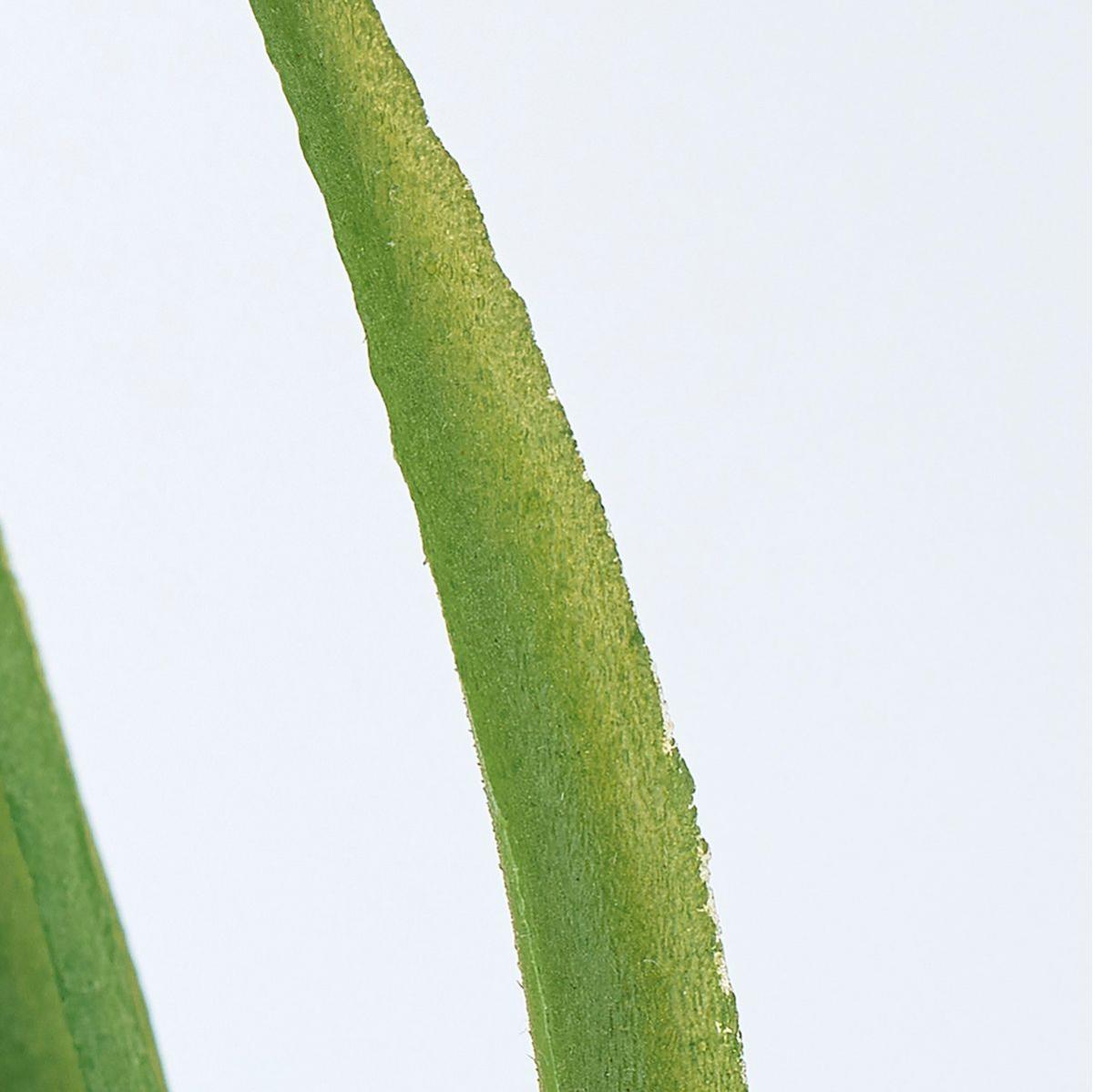 【造花】MAGIQ東京堂/ワイルドオーキッドリーフミニ GREEN グリーン/FG000413