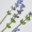 【人工観葉植物】MAGIQ東京堂/ラベンダーポット LAVENDER ラベンダー/FZ001490