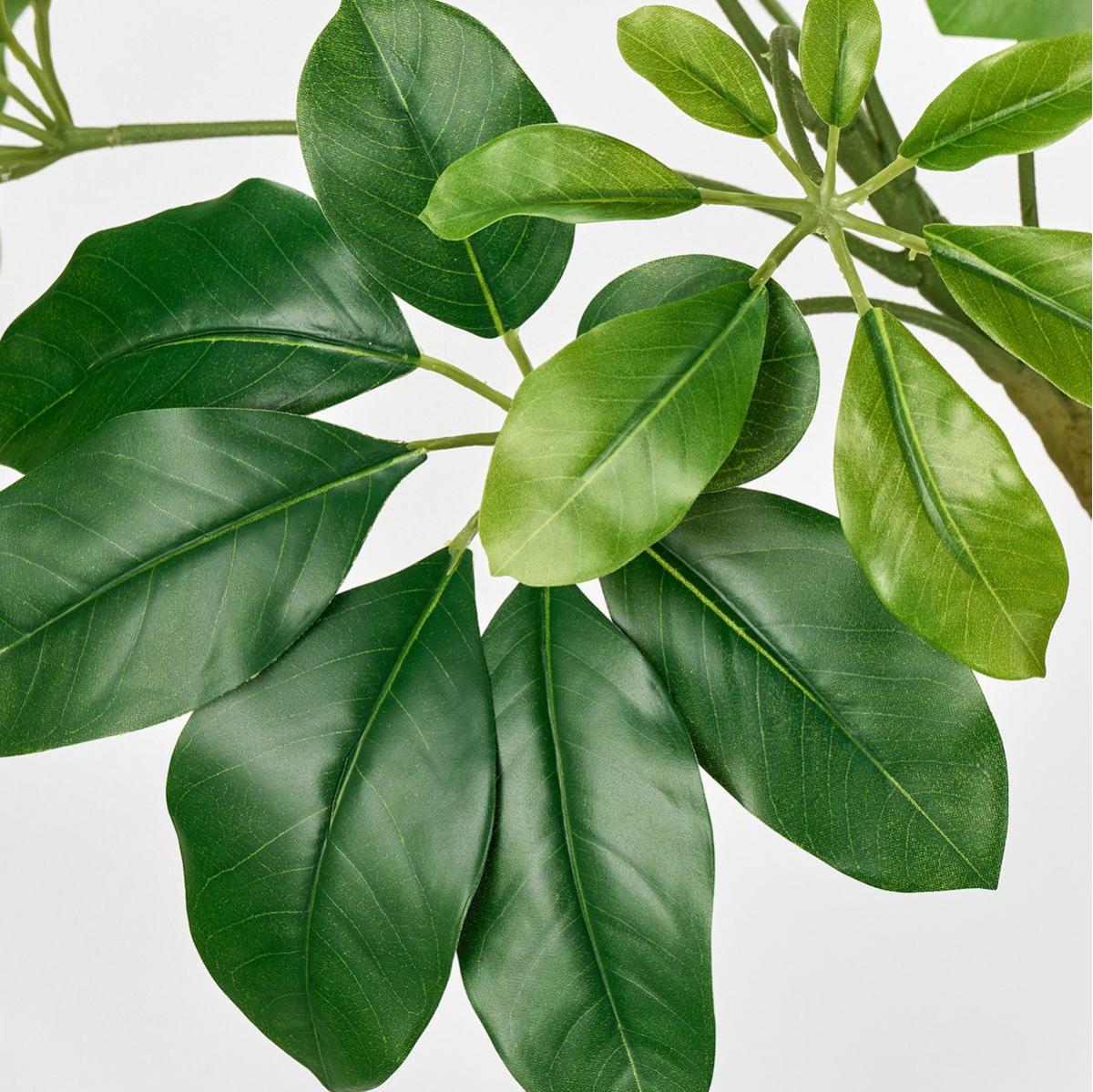 特価◎【直送】★AX★シェフレラジョイントポットL(光触媒加工商品) GREEN グリーン/ZV302605 ※返品・代引・キャンセル不可