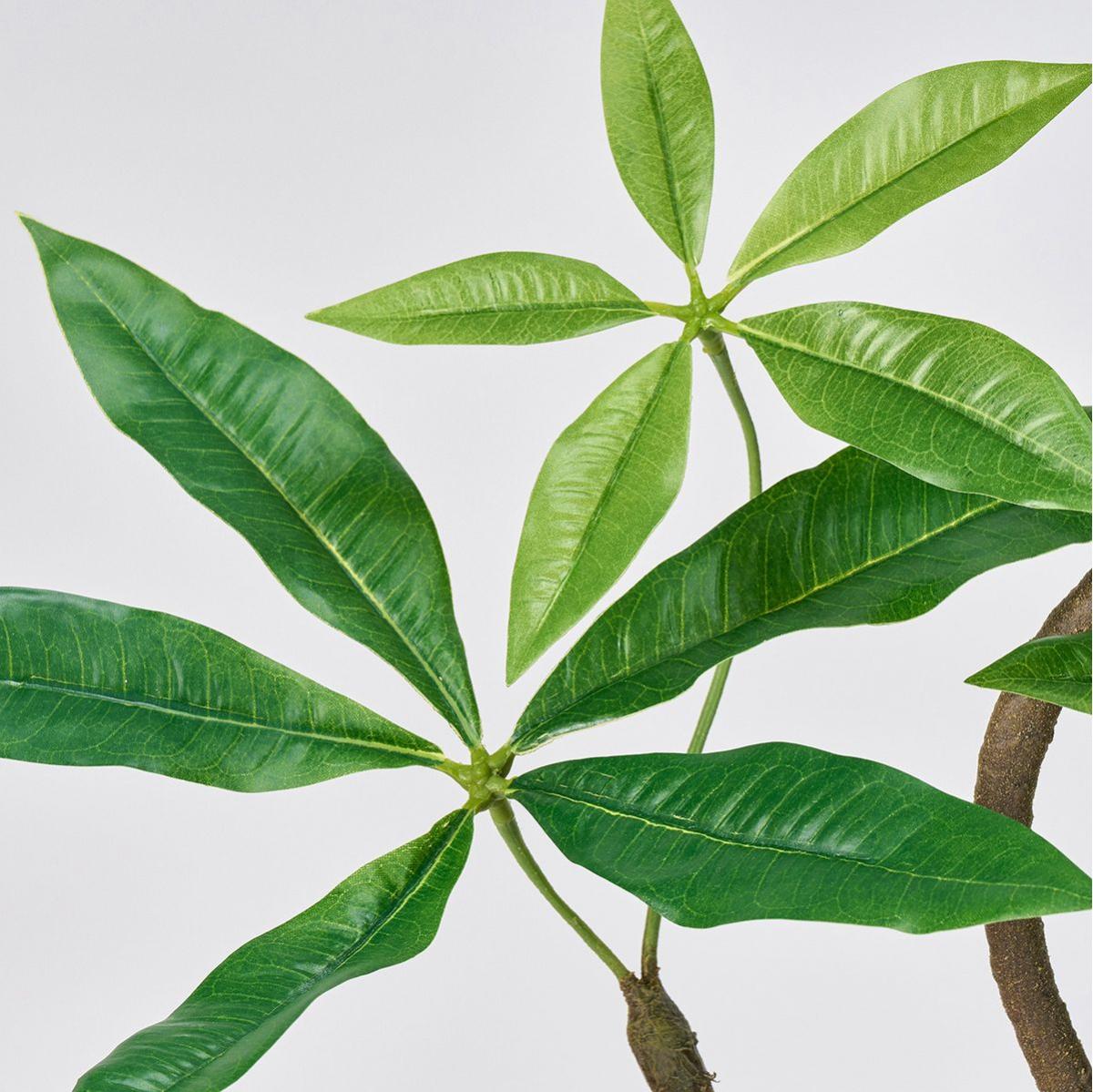 特価◎パキラツイストミニポット(光触媒加工商品) GREEN グリーン/ZV302613