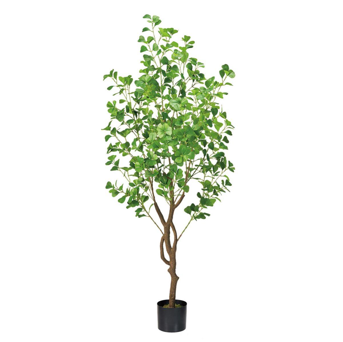 特価◎ファイカスハートリーフポット(光触媒加工商品) GREEN グリーン/ZV007700