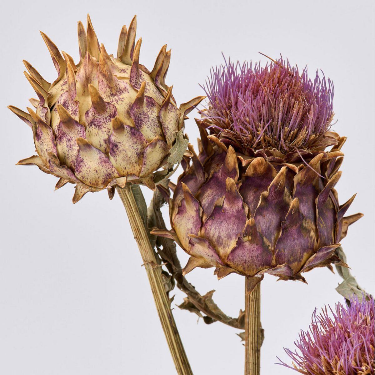 【ドライ】アーティチョーク  /DN000186