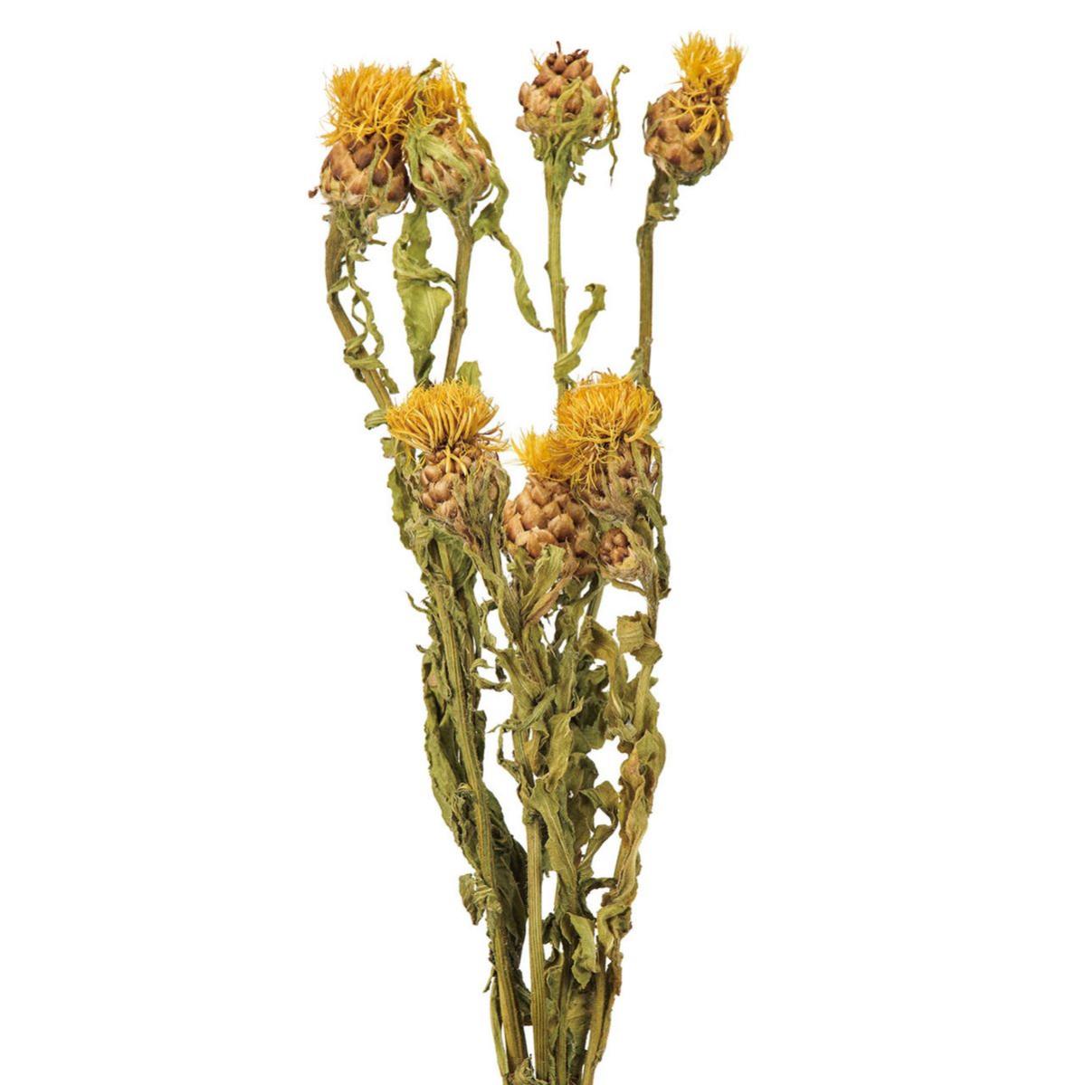 【ドライ】黄金矢車草アソート  /DN000211