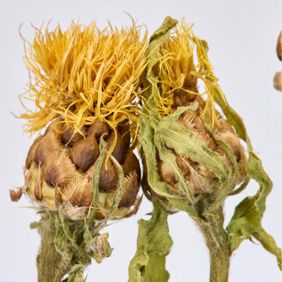 【ドライ】黄金矢車草アソート  /DN000211