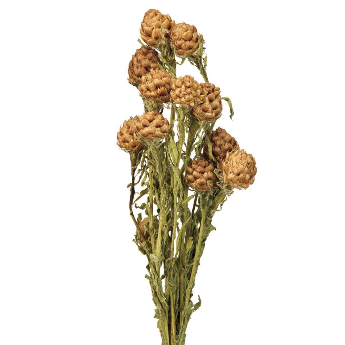 【ドライ】黄金矢車草つぼみ  /DN000212