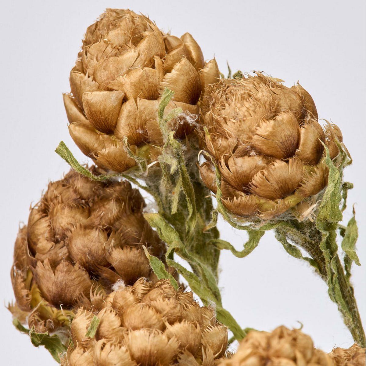 【ドライ】黄金矢車草つぼみ  /DN000212