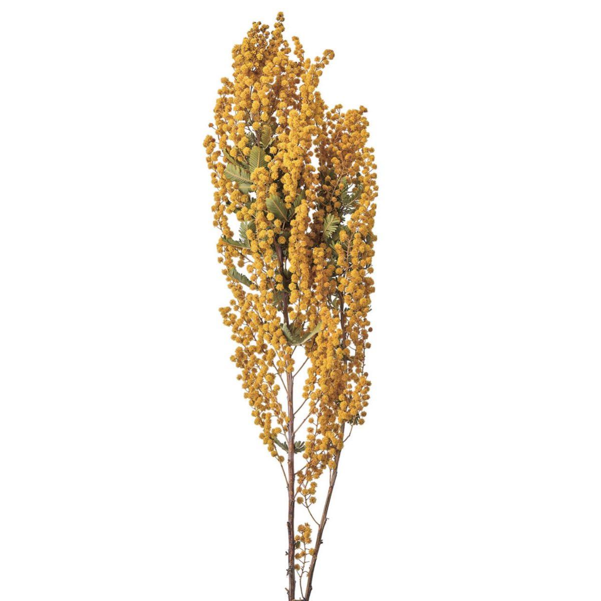 【ドライ】ミモザ  /FD210015