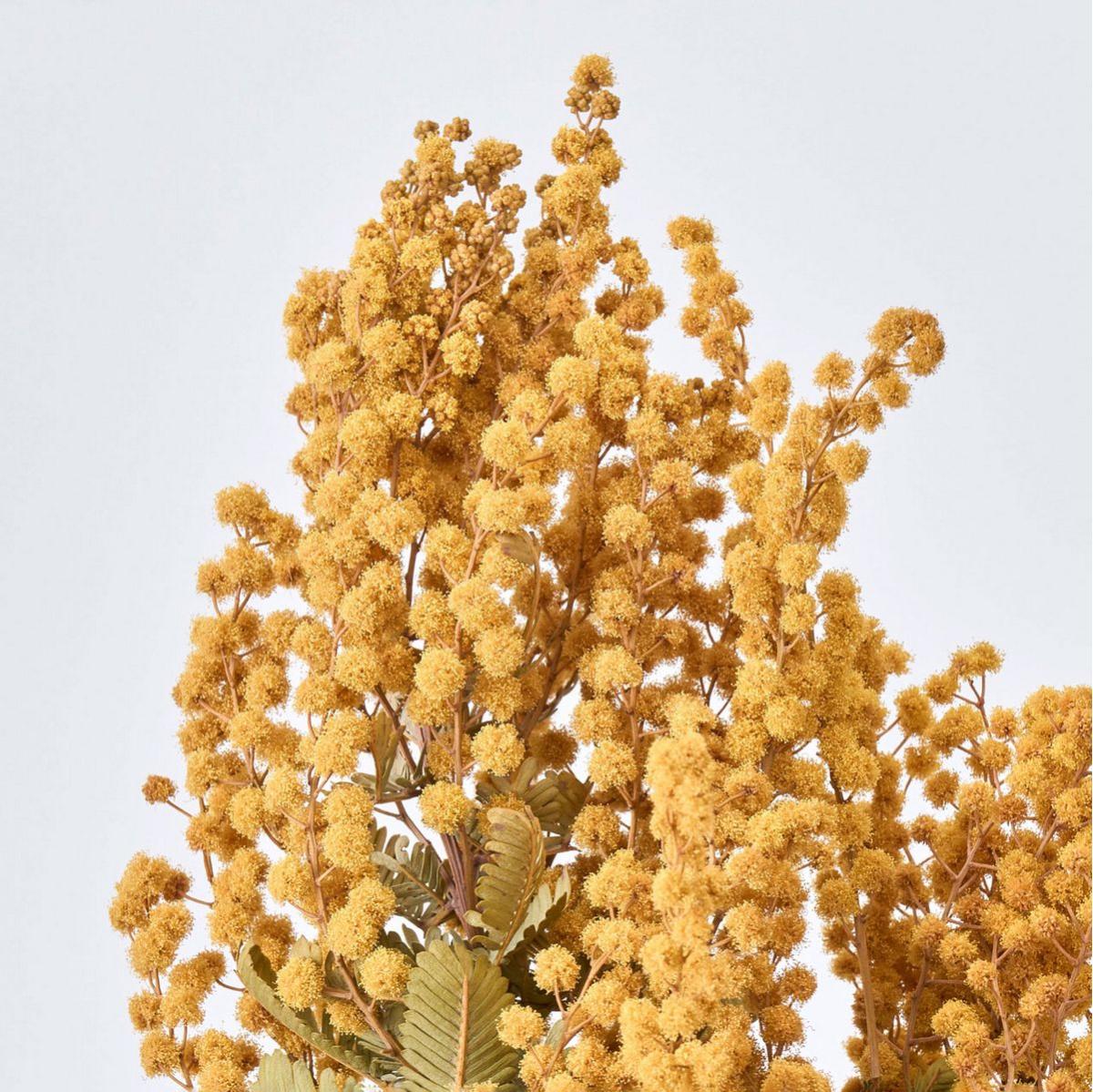 【ドライ】ミモザ  /FD210015