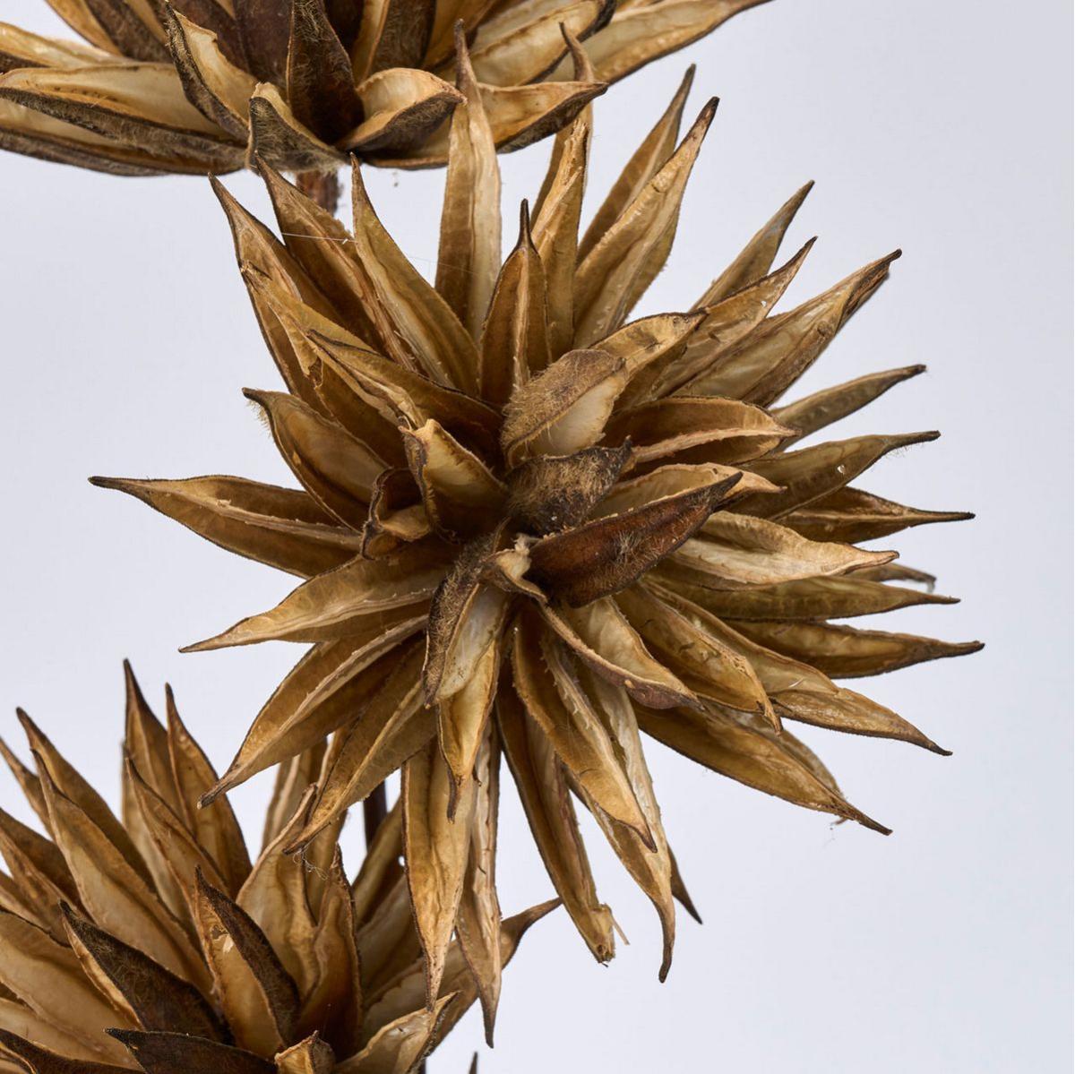 【ドライ】ベビーマンチャ ナチュラル /DI010002-102