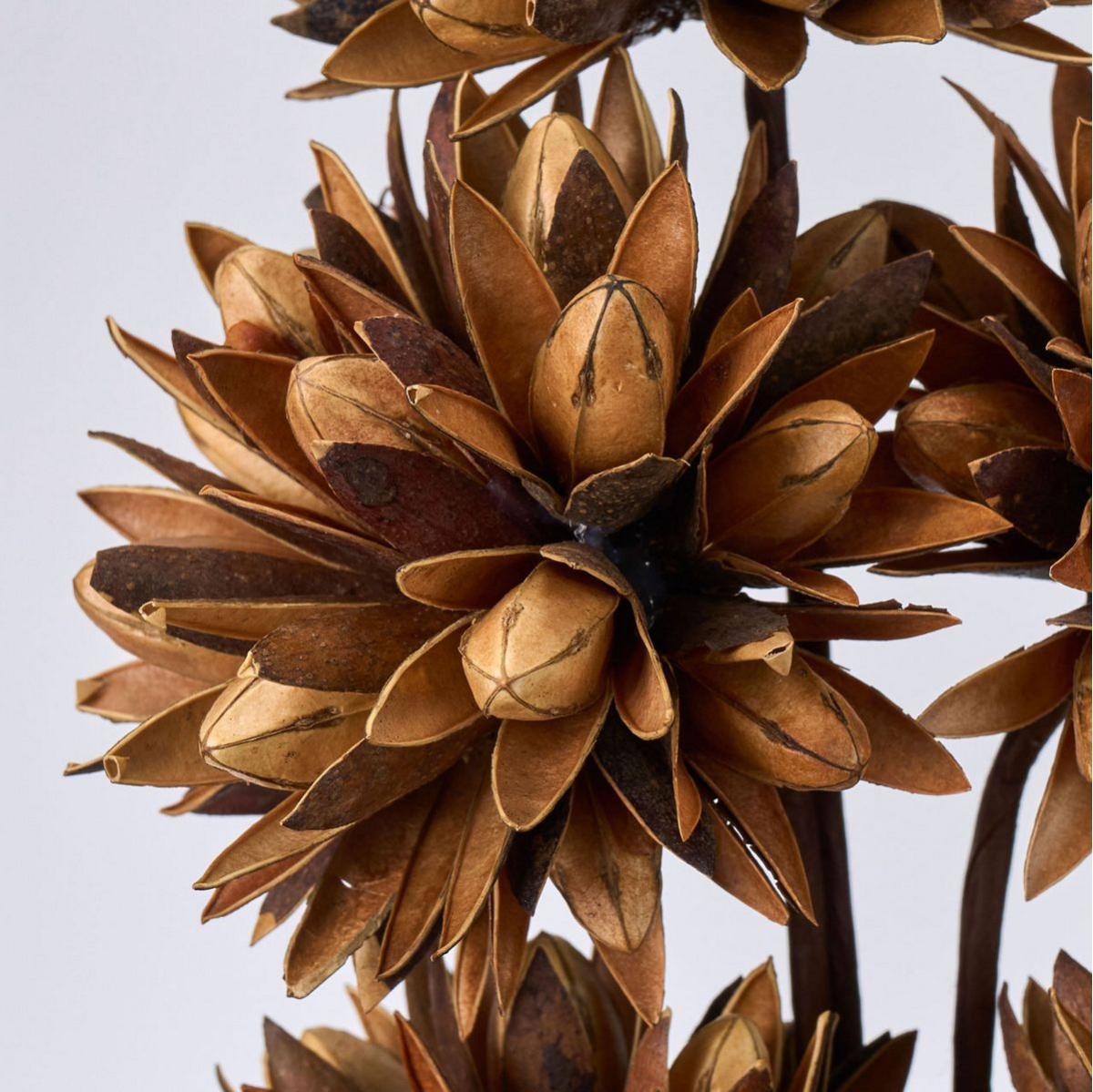 【ドライ】チスパ ナチュラル /DI010003-102