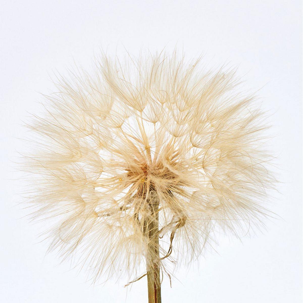 【ドライ】タンポポ大 ナチュラル /DI010007-102
