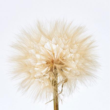 【ドライ】タンポポ大 ナチュラル /DI010007-102