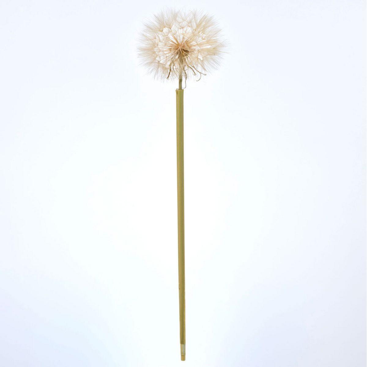 【ドライ】タンポポ大 ナチュラル /DI010007-102