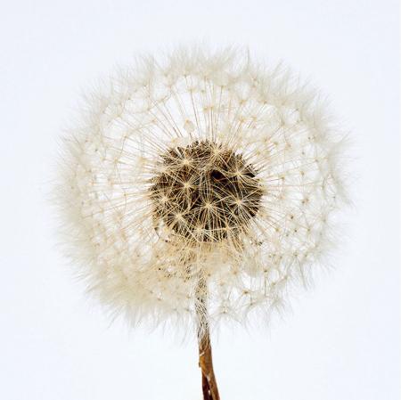 【ドライ】タンポポ小 ナチュラル /DI010008-102