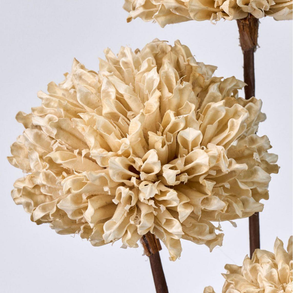 【ドライ】セサミフラワー ホワイト /DI010006-101