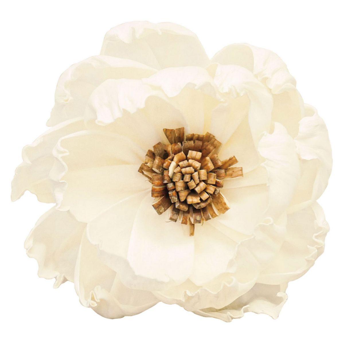 【ドライ】ソラ ヒメシャラ 白 /YF145552