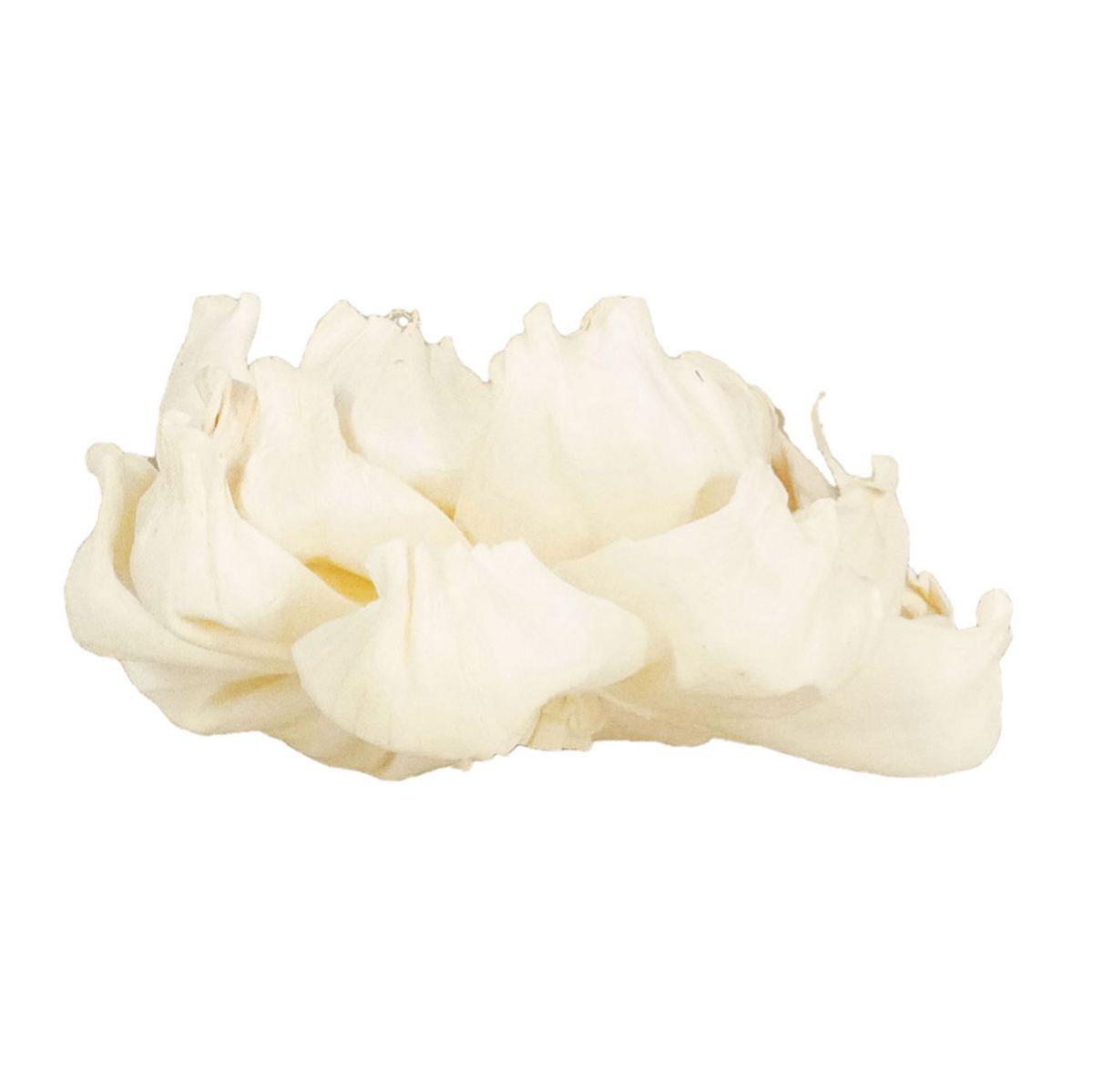 【ドライ】ソラ ヒメシャラ 白 /YF145552